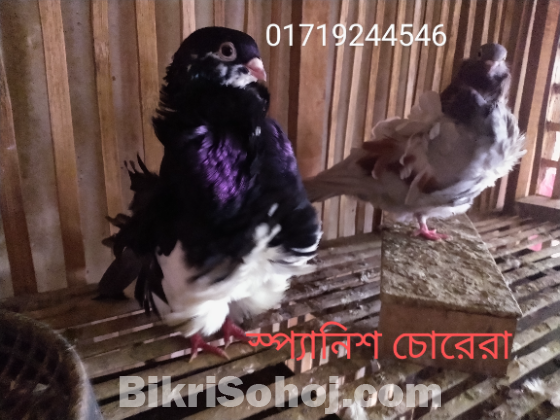 স্প্যানিশ চোরেরা ডাবোল ফ্লাওয়ার